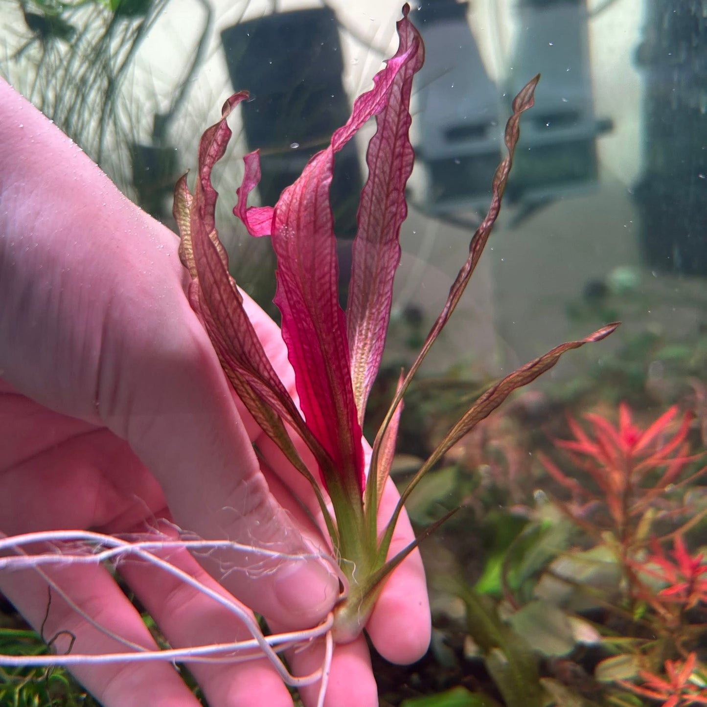 Echinodorus Pink Miracle ★