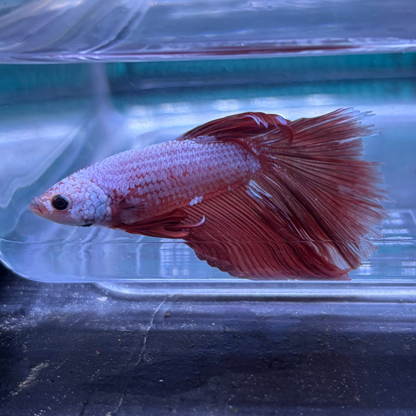 Super Delta Tail Male Betta 3.5cm (K)