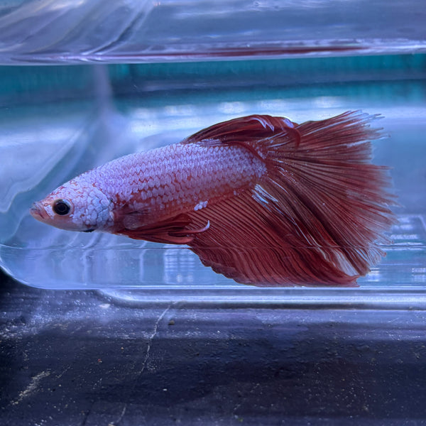 Super Delta Tail Male Betta 3.5cm (K)