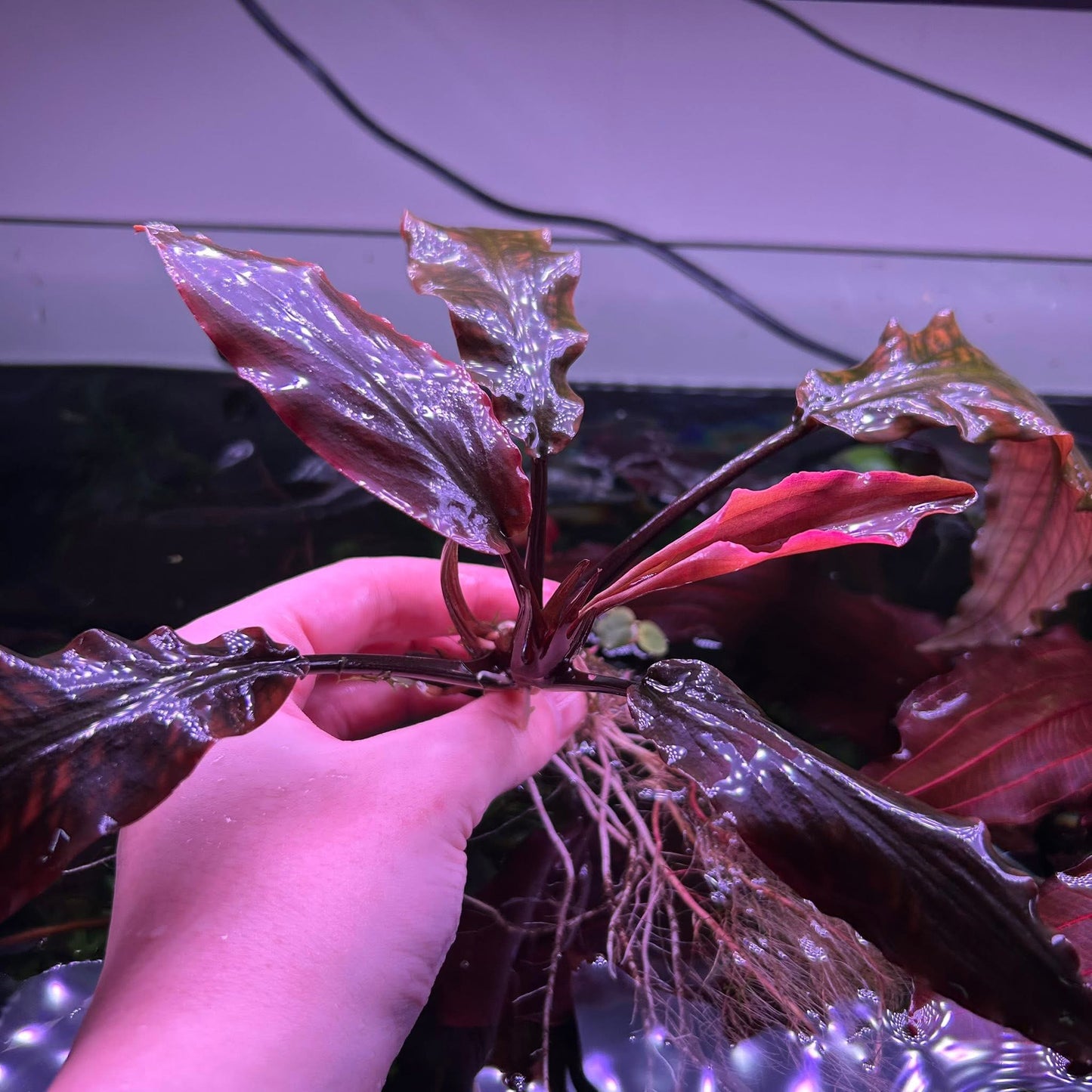 Lagenandra Kerala ★