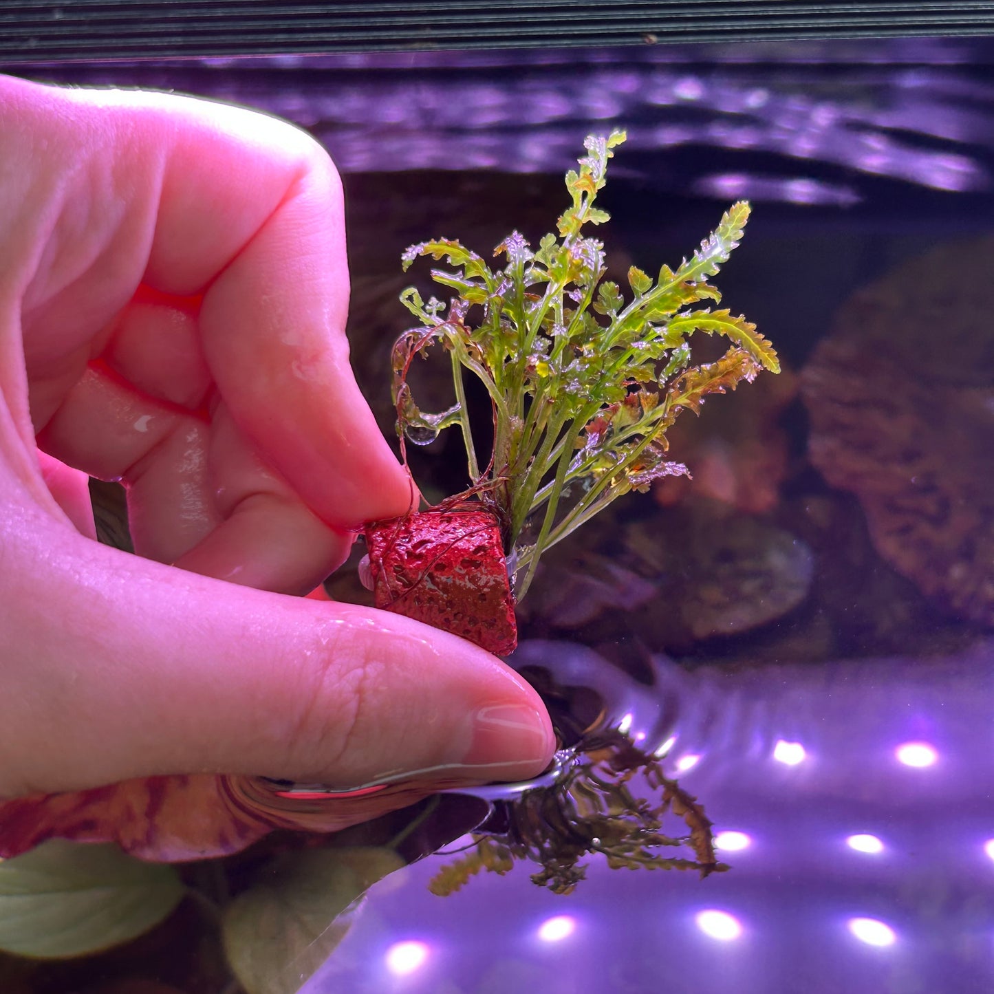 Bolbitus Gua Angin RARE