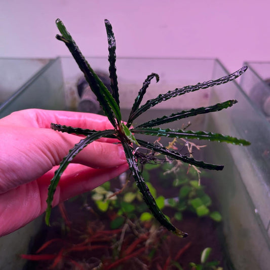Fenestratum Mulyadi Submersed grown aquarium fish tank plant RARE
