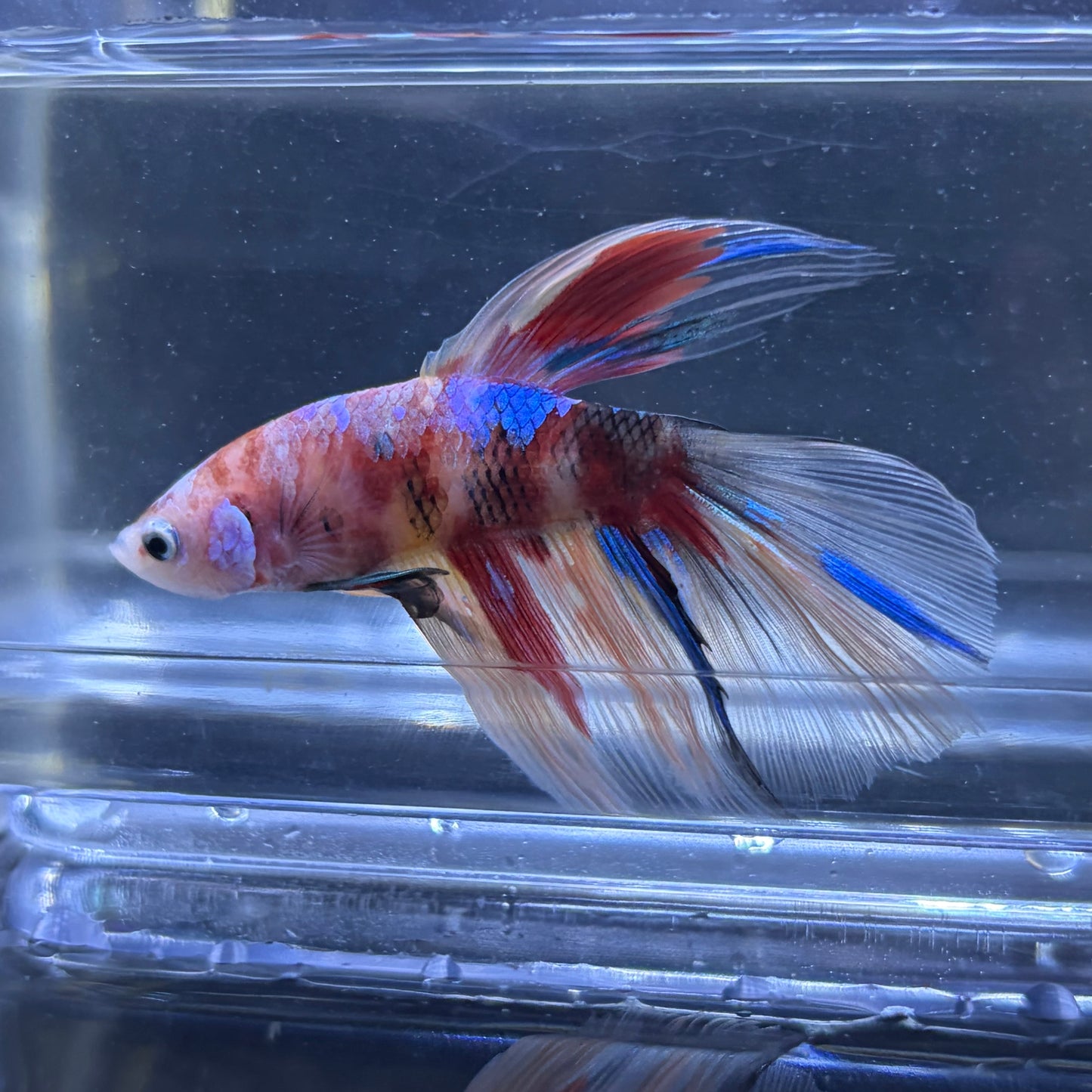 Halfmoon Multicolour/Koi Male Betta 3.5cm (L)