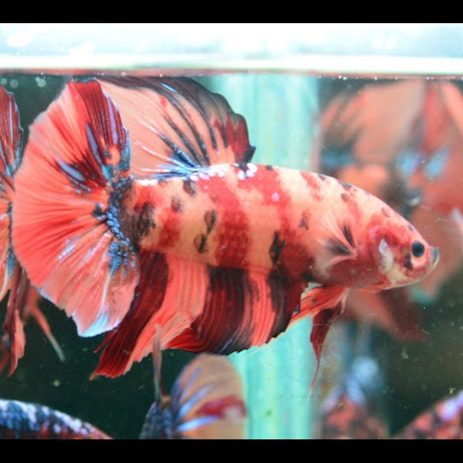 Giant Multicolour HMPK Male 6-7cm