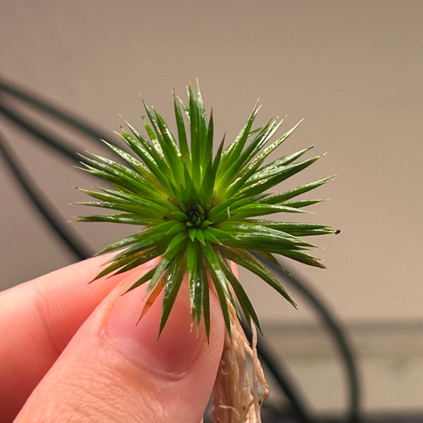 Eriocaulon ratnigiricum ★