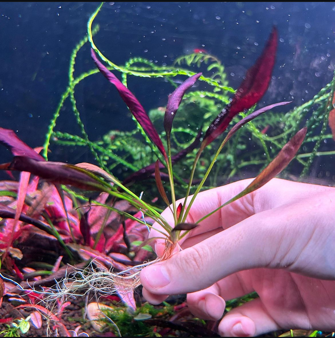 Echinodorus Aflame Purple Knight - Aquarium Fish Tank Aquatic Plant RARE