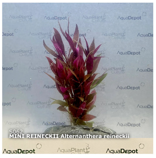 Alternanthera reineckii "mini"