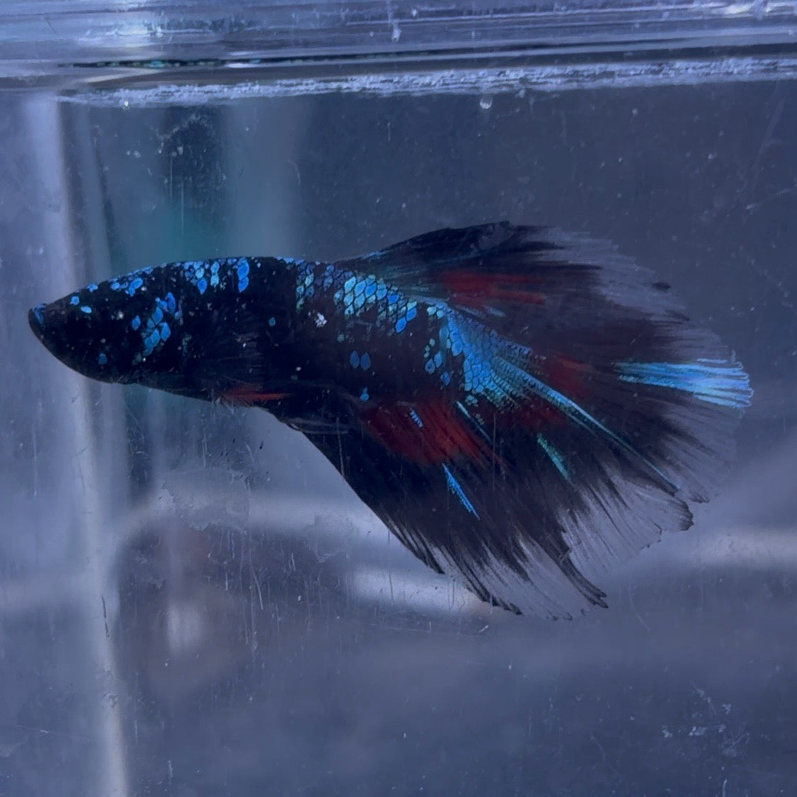 Halfmoon Avatar Male Betta 3.5cm (D)