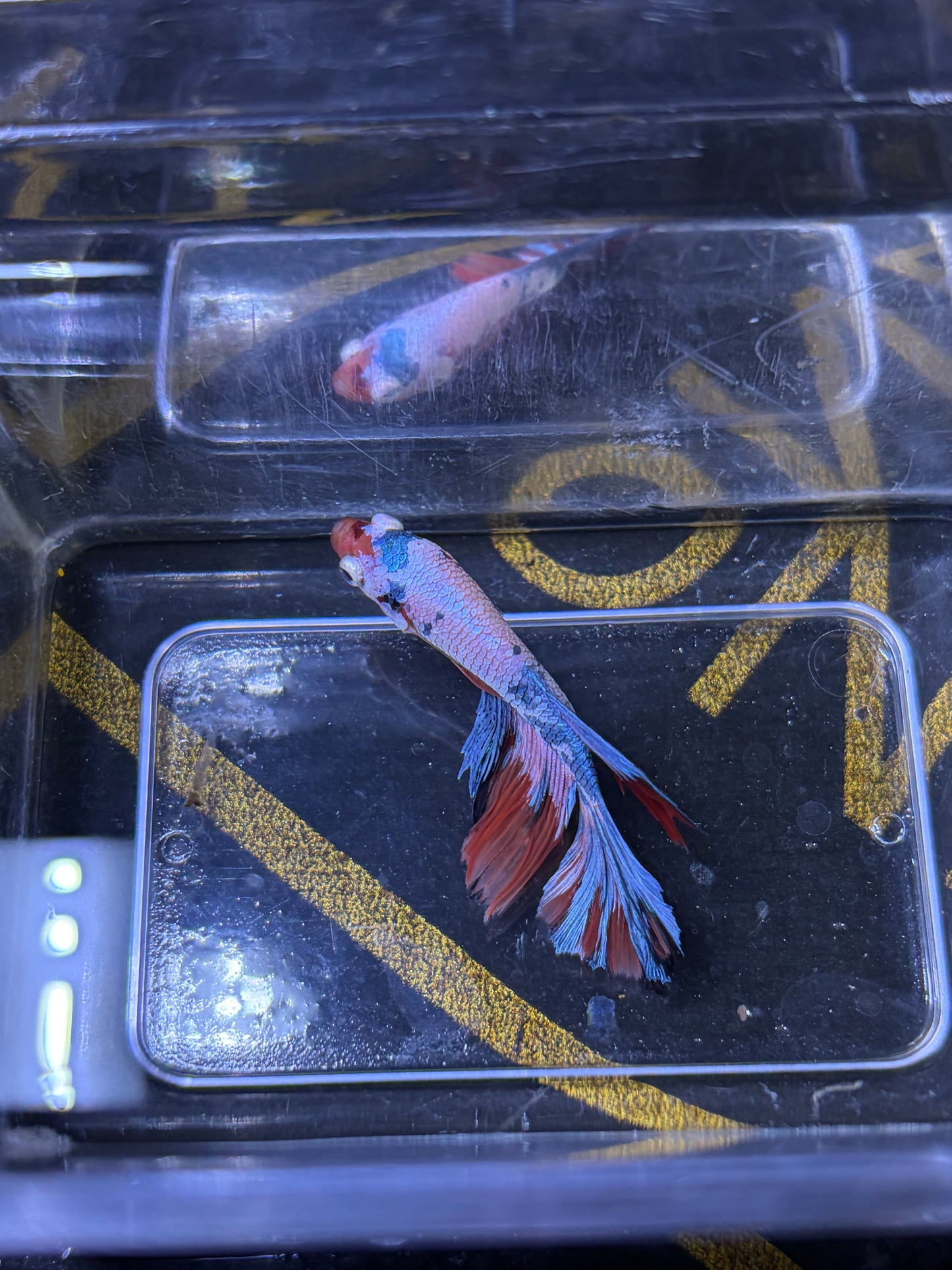 Halfmoon Multicolour/Koi Male Betta 3.5cm (D)