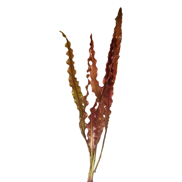 Aponogeton Crispus Red - Uncommon ★