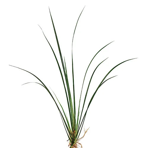 Green Rush Acorus gramineus (Terrarium Only Plant)