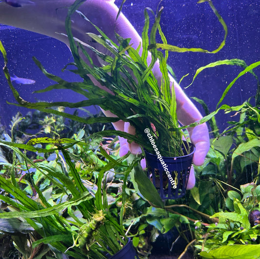 Needle Leaf Java Fern - Aquarium Fish Tank Aquatic Plant