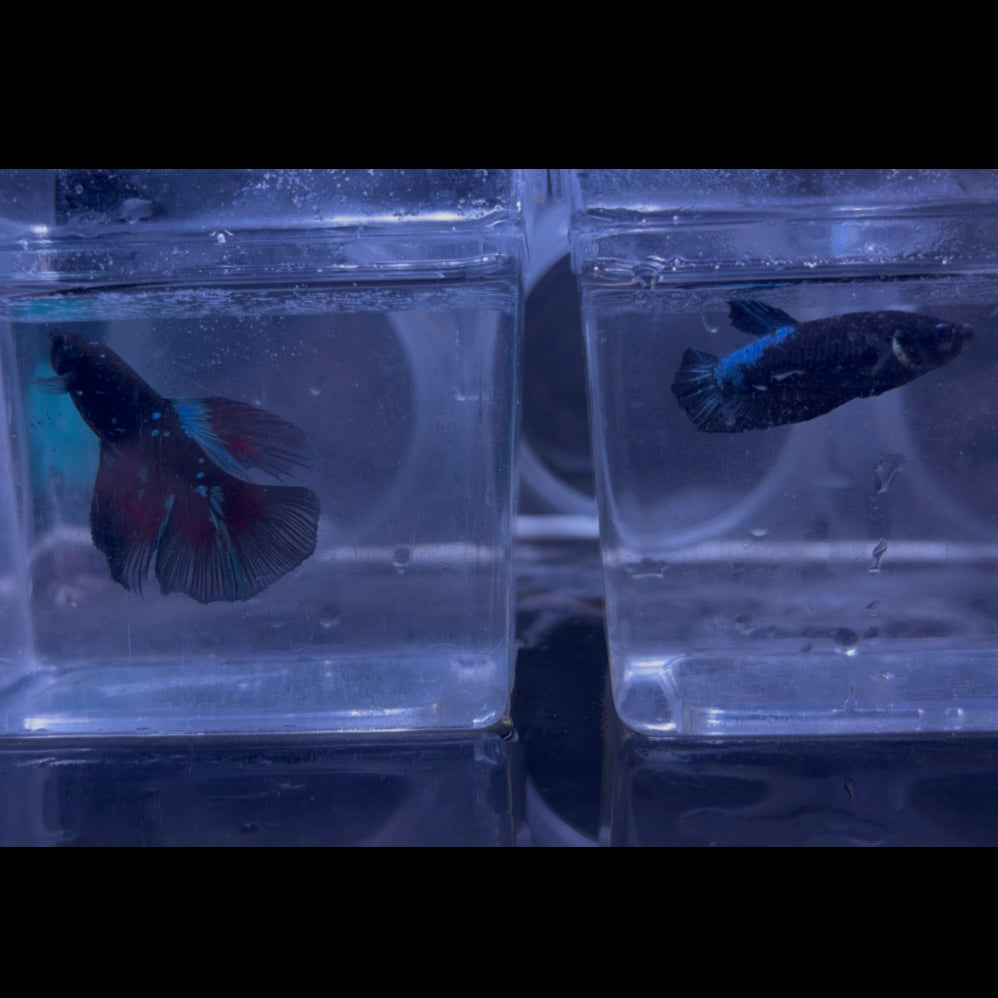 Halfmoon Avatar Betta Pair (A)