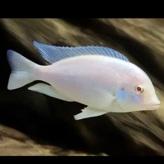 Albino Blue Dolphin Cichlid 6cm