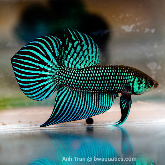 Betta Manachai Sexed or pairs wild 3-4cm