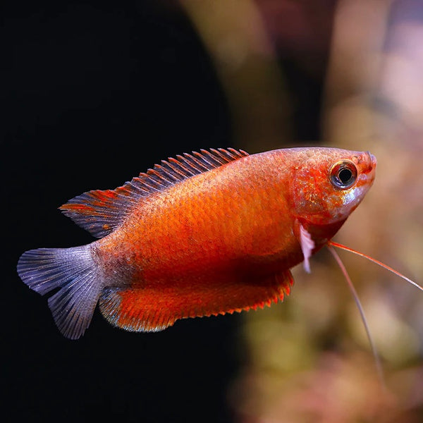 Red Honey Gourami 3.5cm