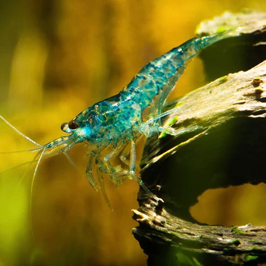 Blue Dream Cherry Shrimp 1cm Mix Grade