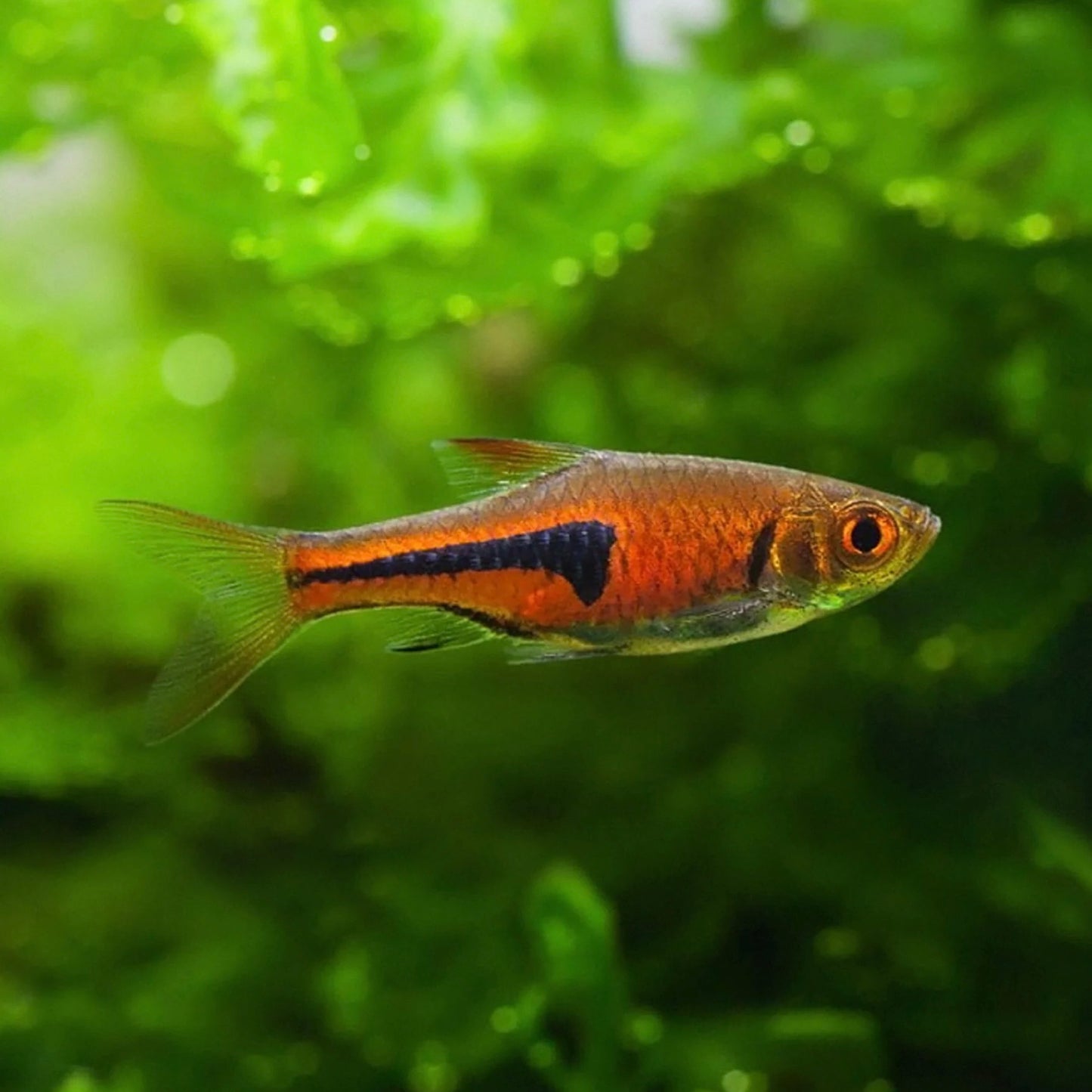 Glowlight Rasbora 2cm (Group Of 10)