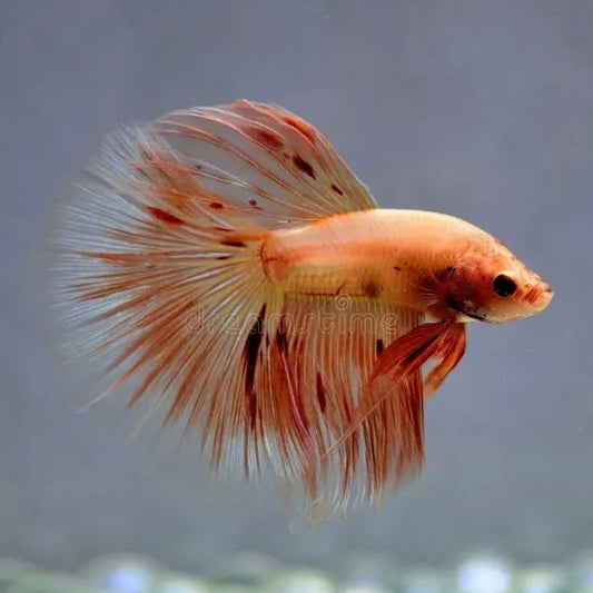 Orange Vanda Halfmoon Male Betta 5cm