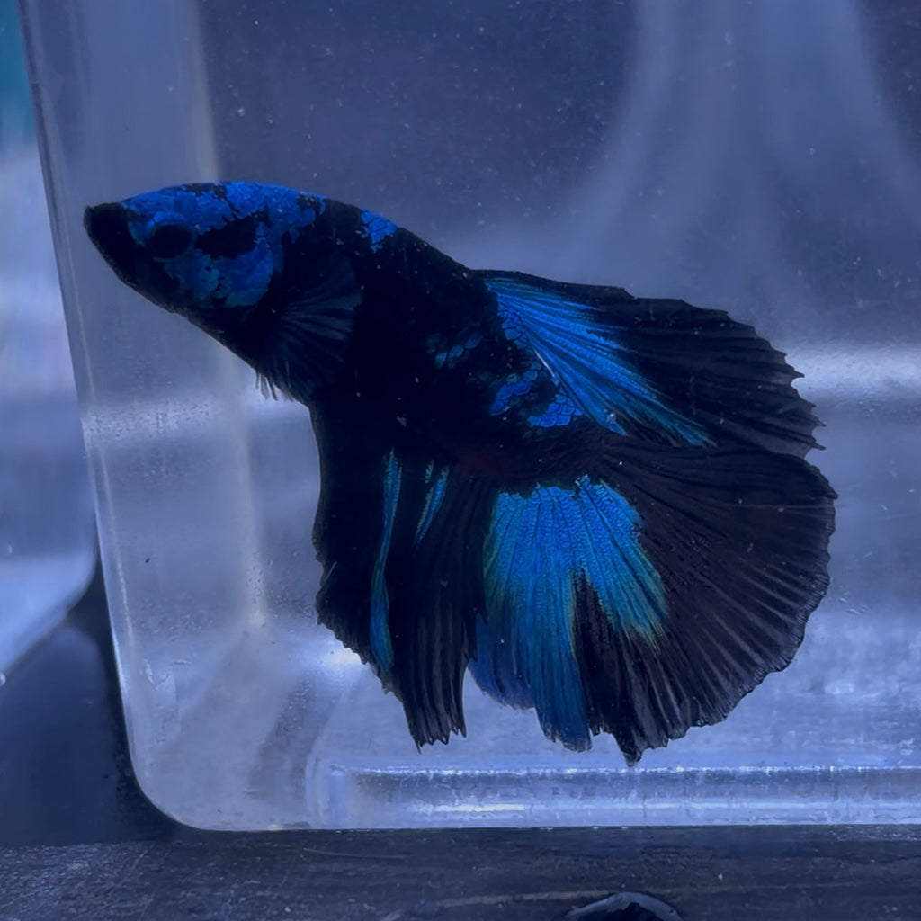 Halfmoon Avatar Male Betta 3.5cm (A)