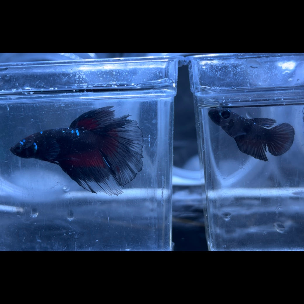 Halfmoon Avatar Betta Pair (C)