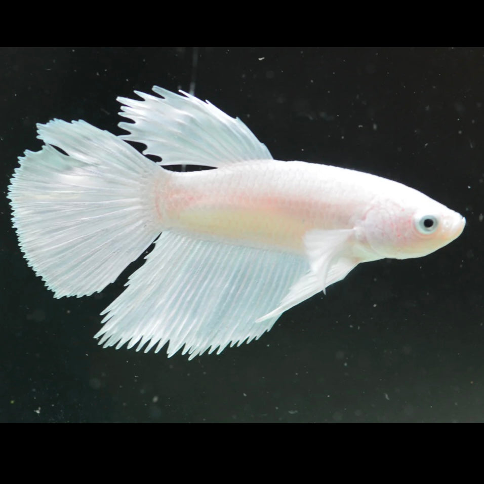 Platinum Dumbo Delta-Tail Male Betta 3-4cm