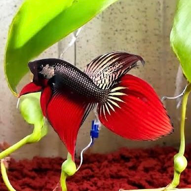 Betta Imbellis Copper Red Long Fin Wild Pair 3-4cm