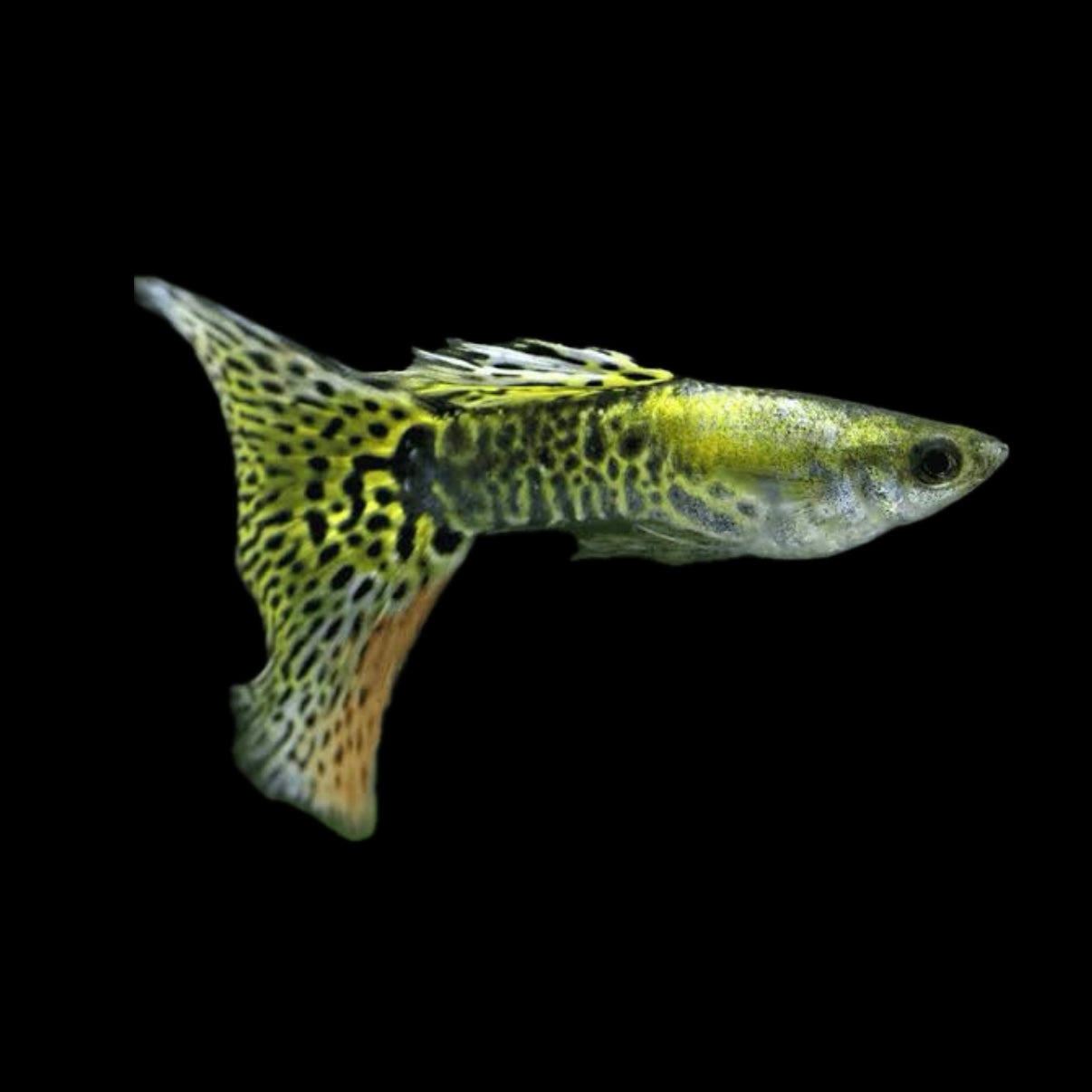 Green Cobra Male Guppy 3cm