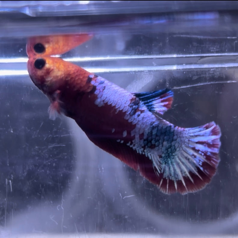 Red Hellboy Male Betta 3.5cm (C)