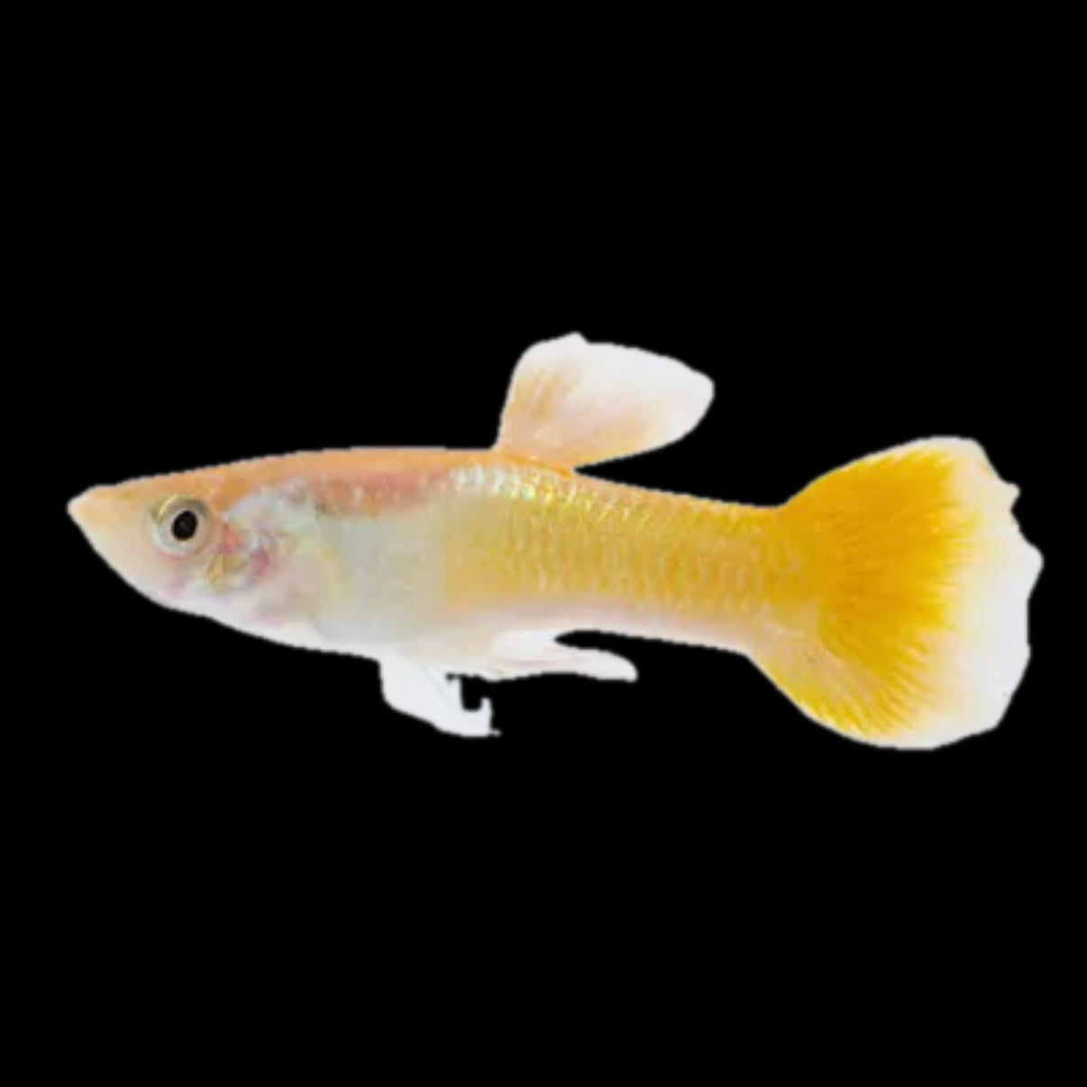 Yellow Male Guppy 3cm