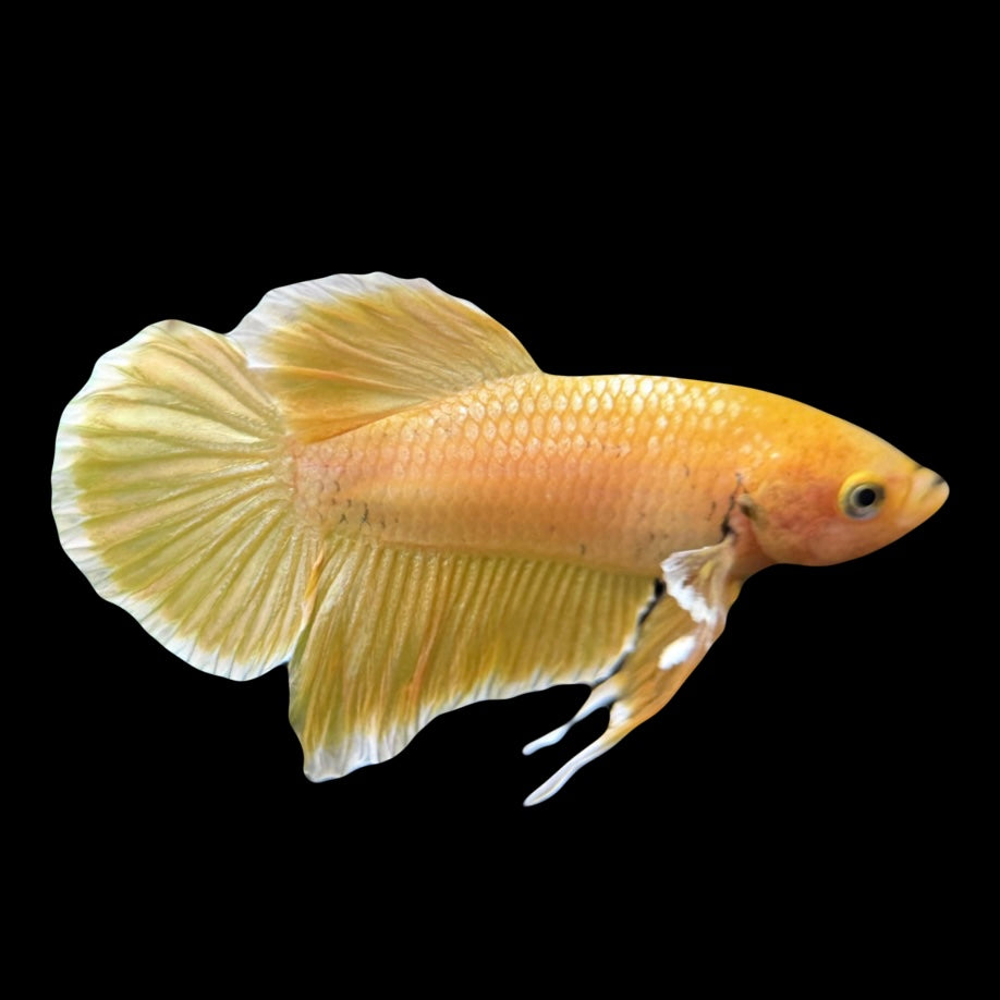 24K Gold Plakat Male Betta 3cm