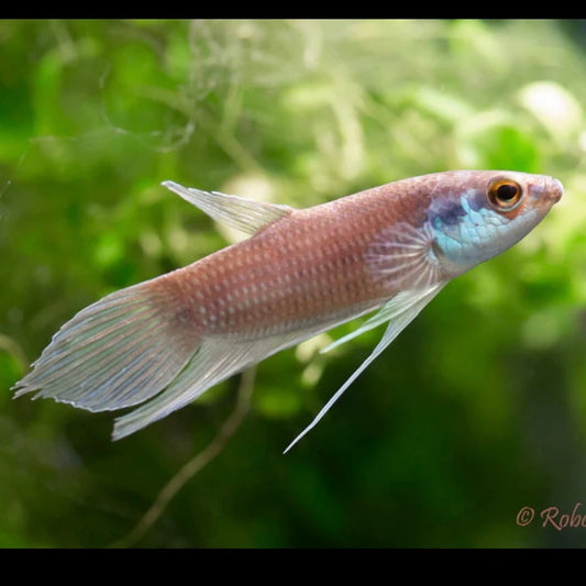 Betta Pugnax Unsexed Wild 5cm