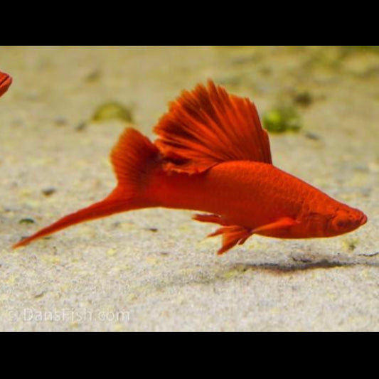 Bloodred Firecracker Swordtail 3.5cm