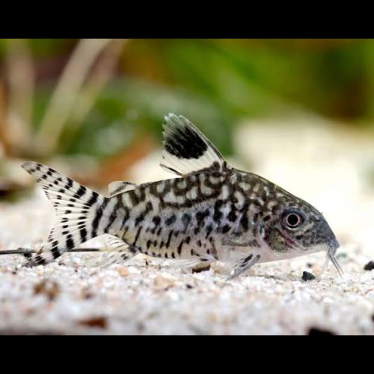 Corydoras Reticulatus 4cm