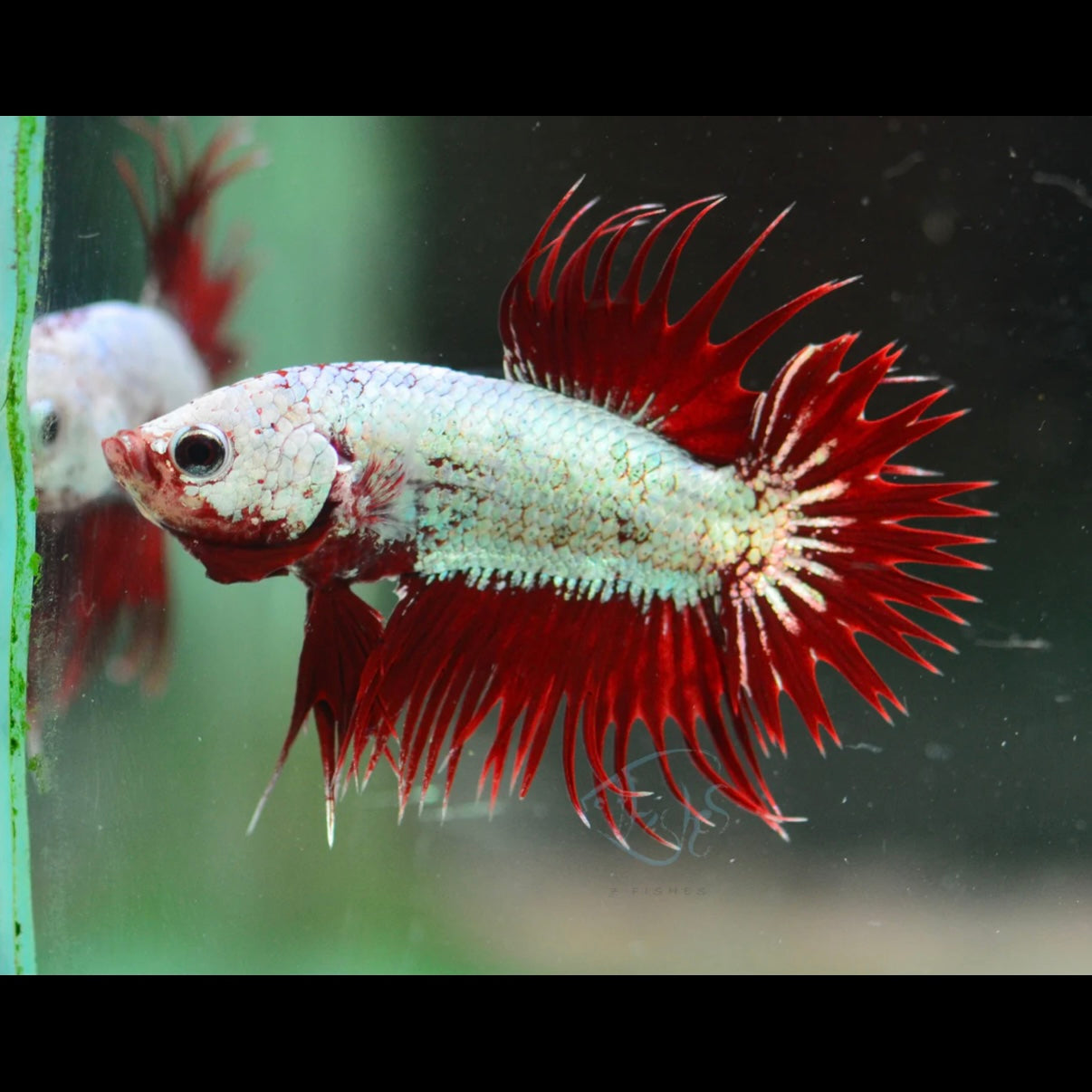 Red Dragon Crown Tail Plakat Male Betta 3-4cm