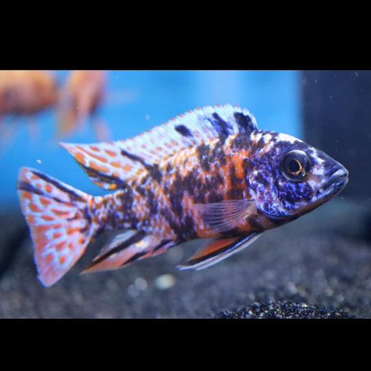 OB Peacock Cichlid 4cm