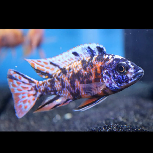 OB Peacock Cichlid 4cm