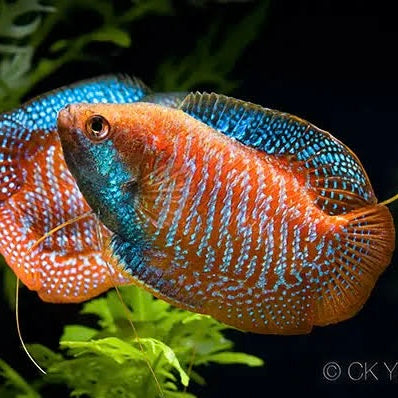 Dwarf Gourami (Male) 4cm (Group of 5)