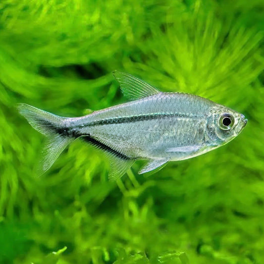 Black Lined Costae Tetra 3.5cm (Group of 10)