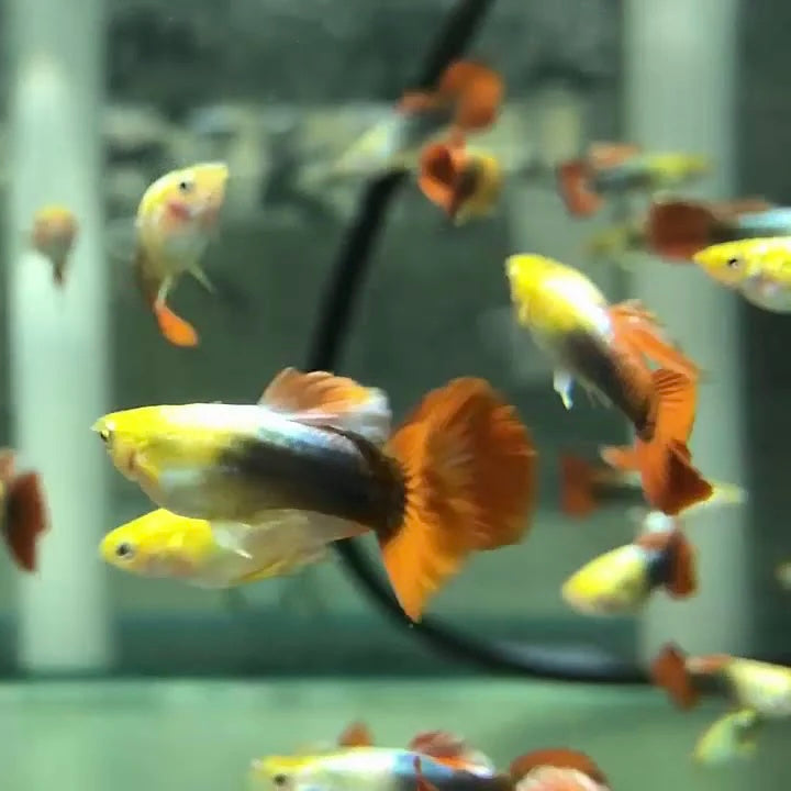 Merigold Male Guppy 3cm