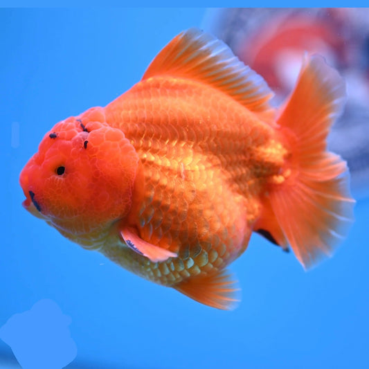 Orange goldfish with a unique round head against a blue background