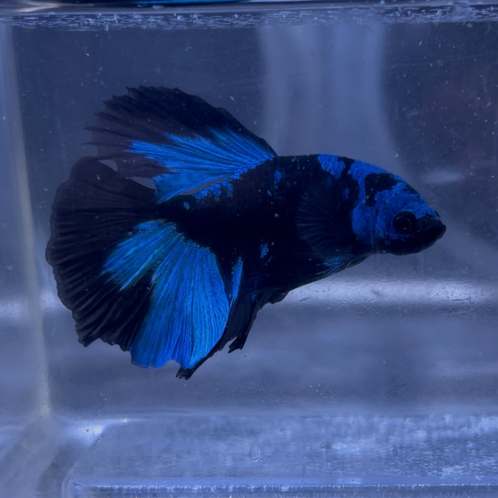 Halfmoon Avatar Male Betta 3.5cm (A)