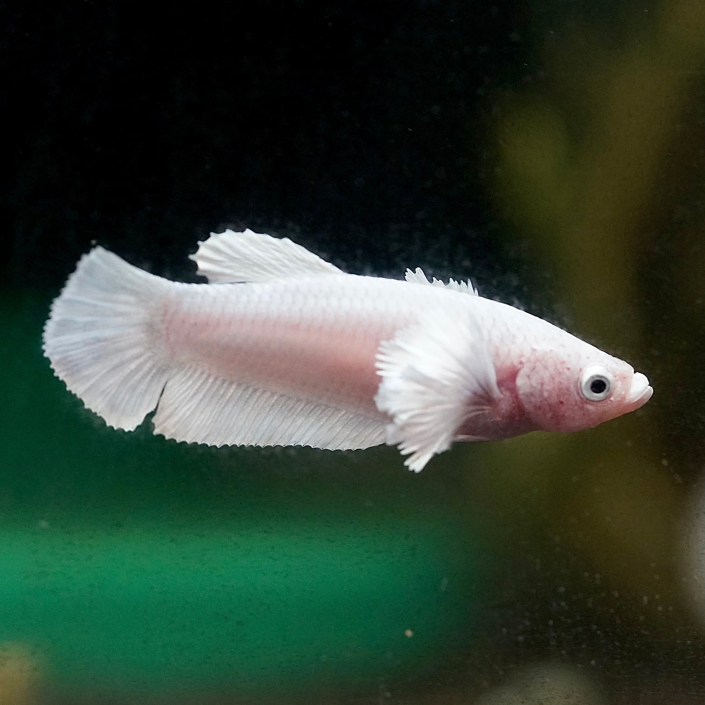 Platinum Dumbo Delta-Tail Female Betta 3cm