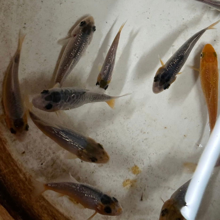 Asagi Koi 5-7cm *20cm Shown* (NSW & WA ONLY)