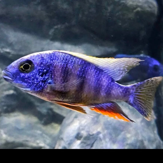 Taiwan Reef 5cm
