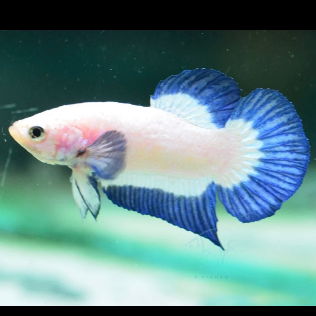 Blue Rim Halfmoon Plakat Male Betta 4cm