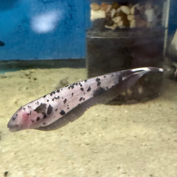 Marble Dalmatian Knifefish 10-13cm