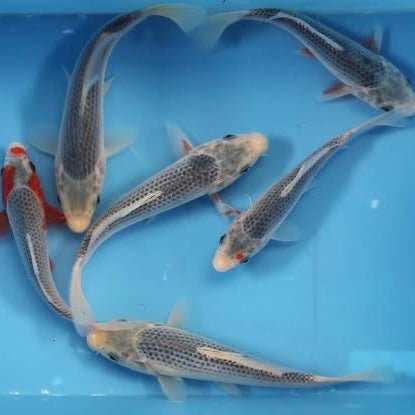 Asagi Koi 5-7cm *20cm Shown* (NSW & WA ONLY)