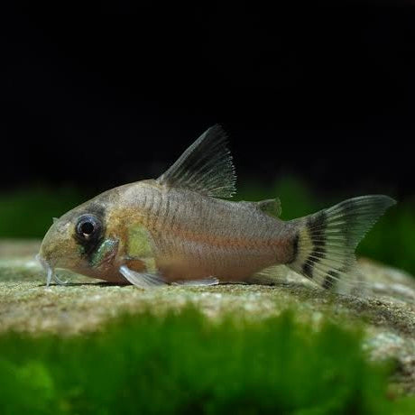 Corydoras Oiapoquensis 2cm