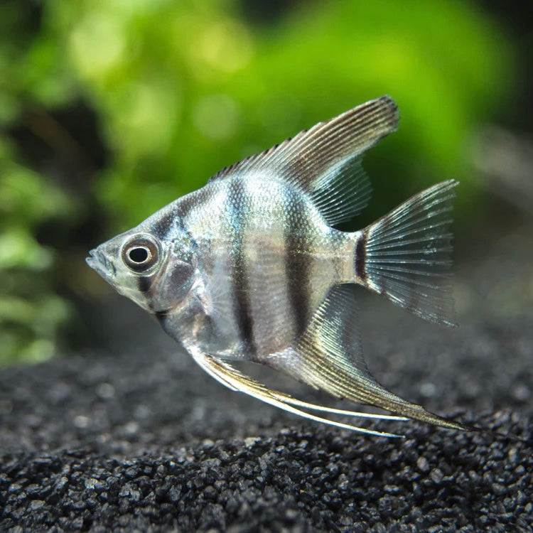 Blue Zebra Angelfish 3.5cm